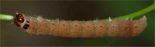 Noctuinae